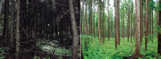 間伐の遅れた暗い森林と、間伐の行き届いたCO2を吸収する明るい森林